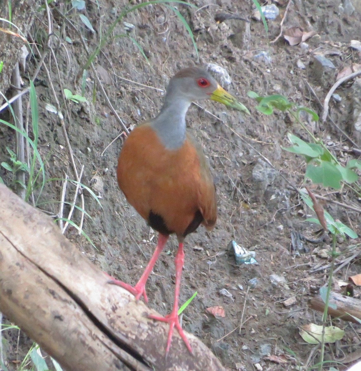 Gray-cowled Wood-Rail - Alfredo Correa