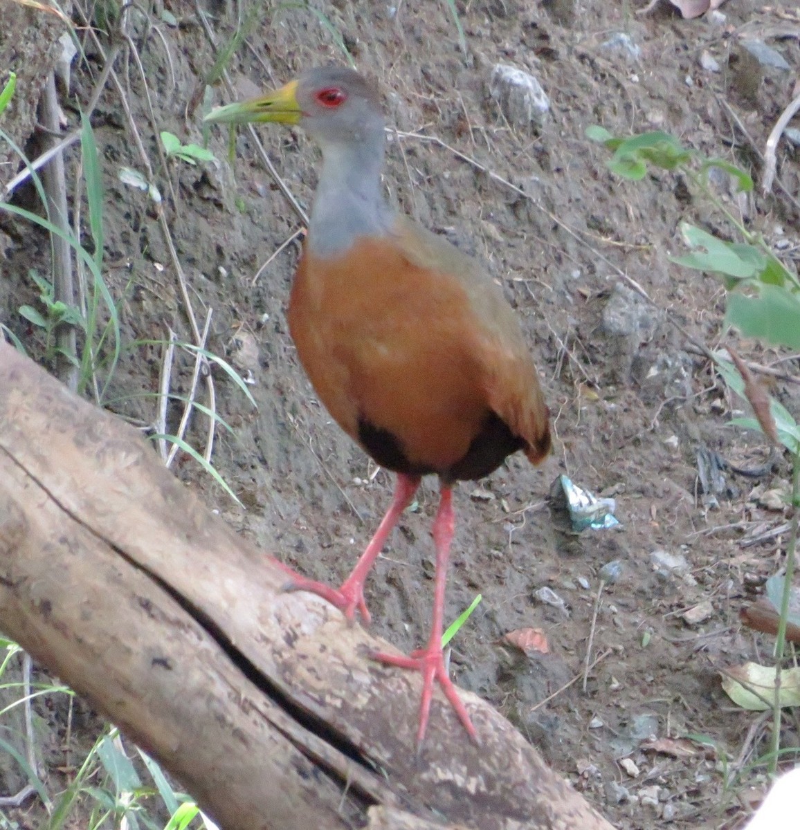 Gray-cowled Wood-Rail - Alfredo Correa