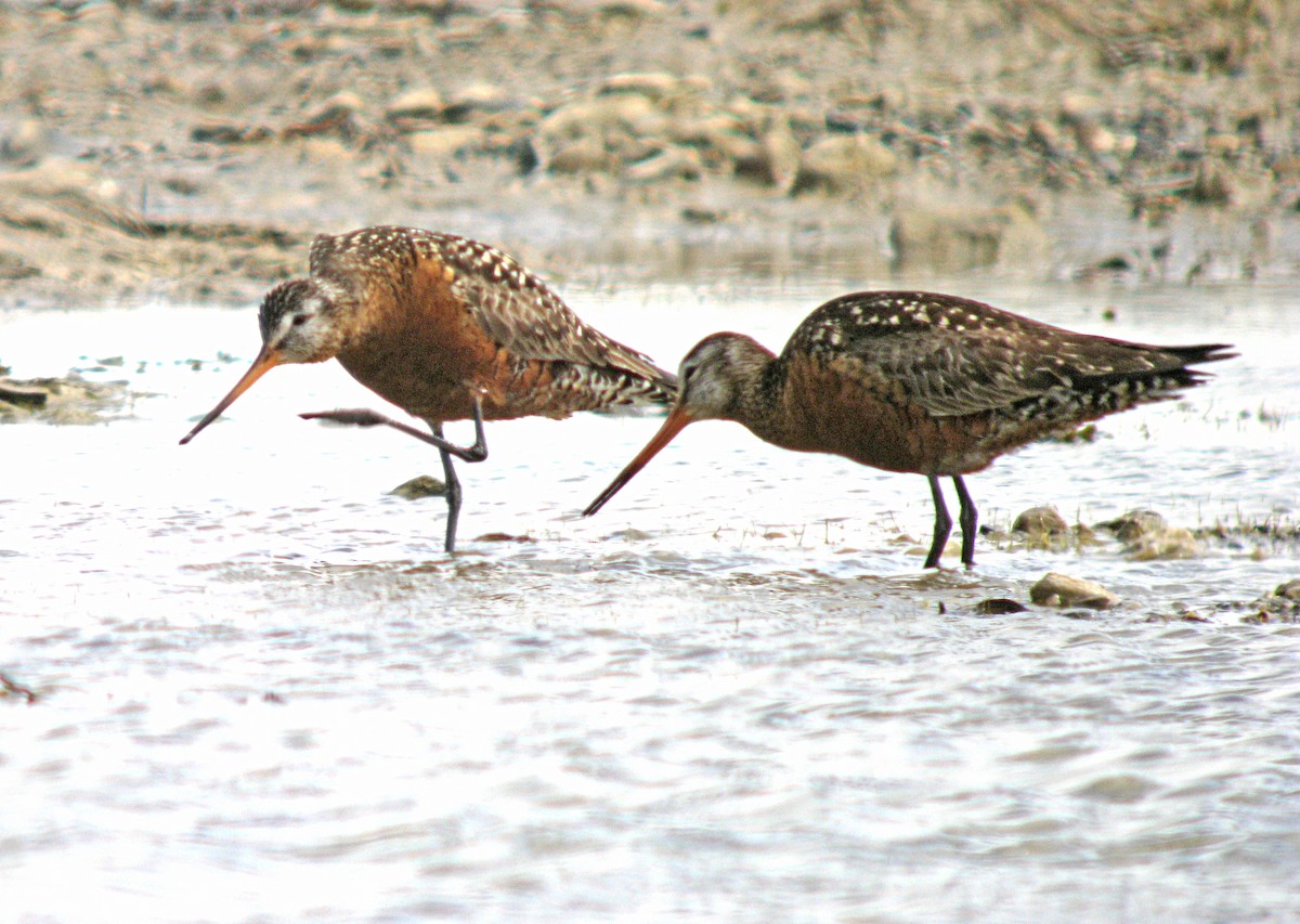 Hudsonian Godwit - Jean Iron