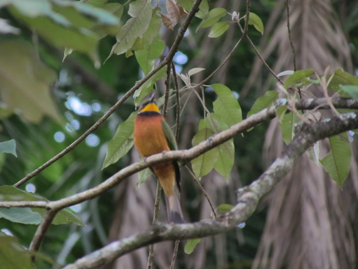 Cinnamon-chested Bee-eater - ML597336161