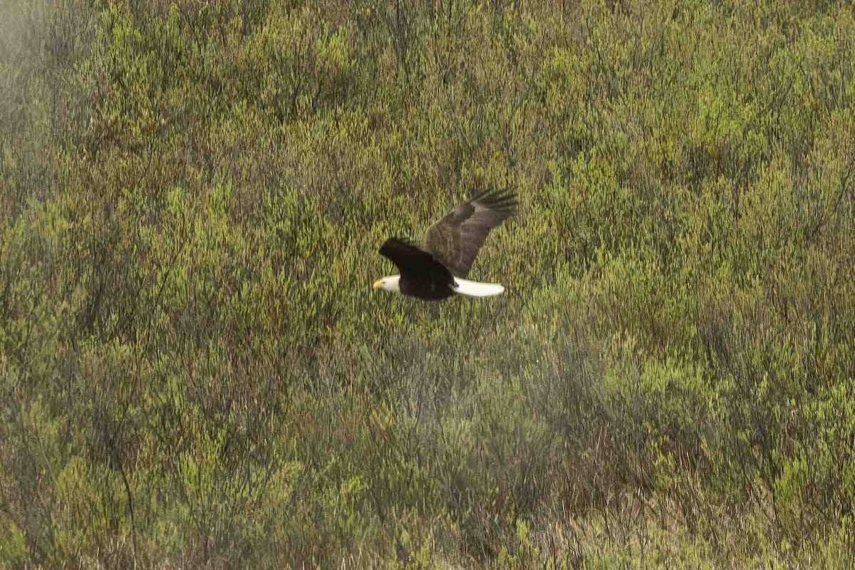 Bald Eagle - Ann Van Sant