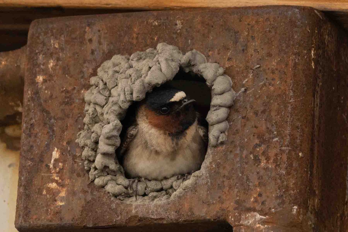 Cliff Swallow - ML597337171