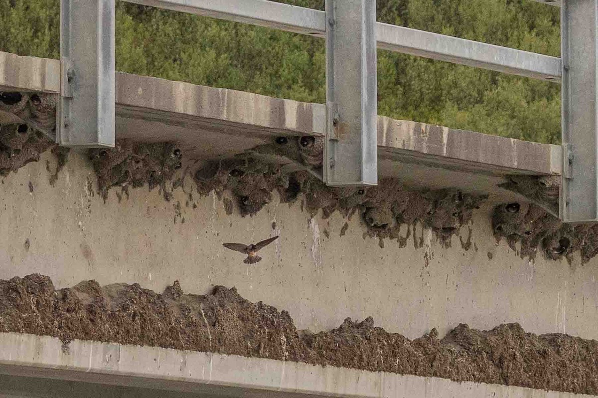 Cliff Swallow - ML597337181