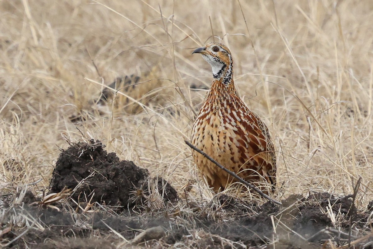 Orange River Francolin - ML597337641