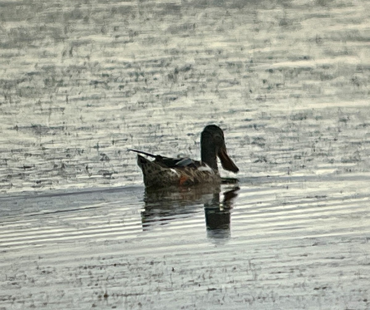 Northern Shoveler - Tim Rodenkirk