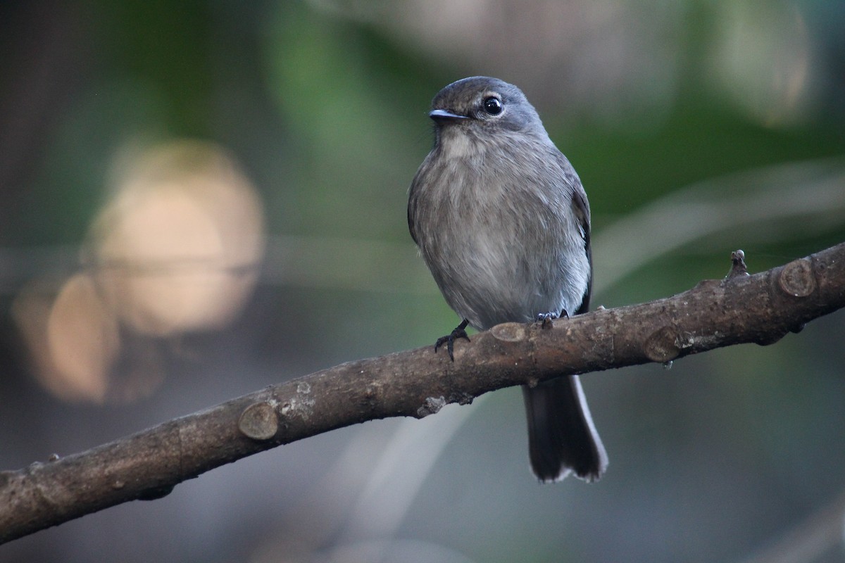 African Dusky Flycatcher - Gideon Williams