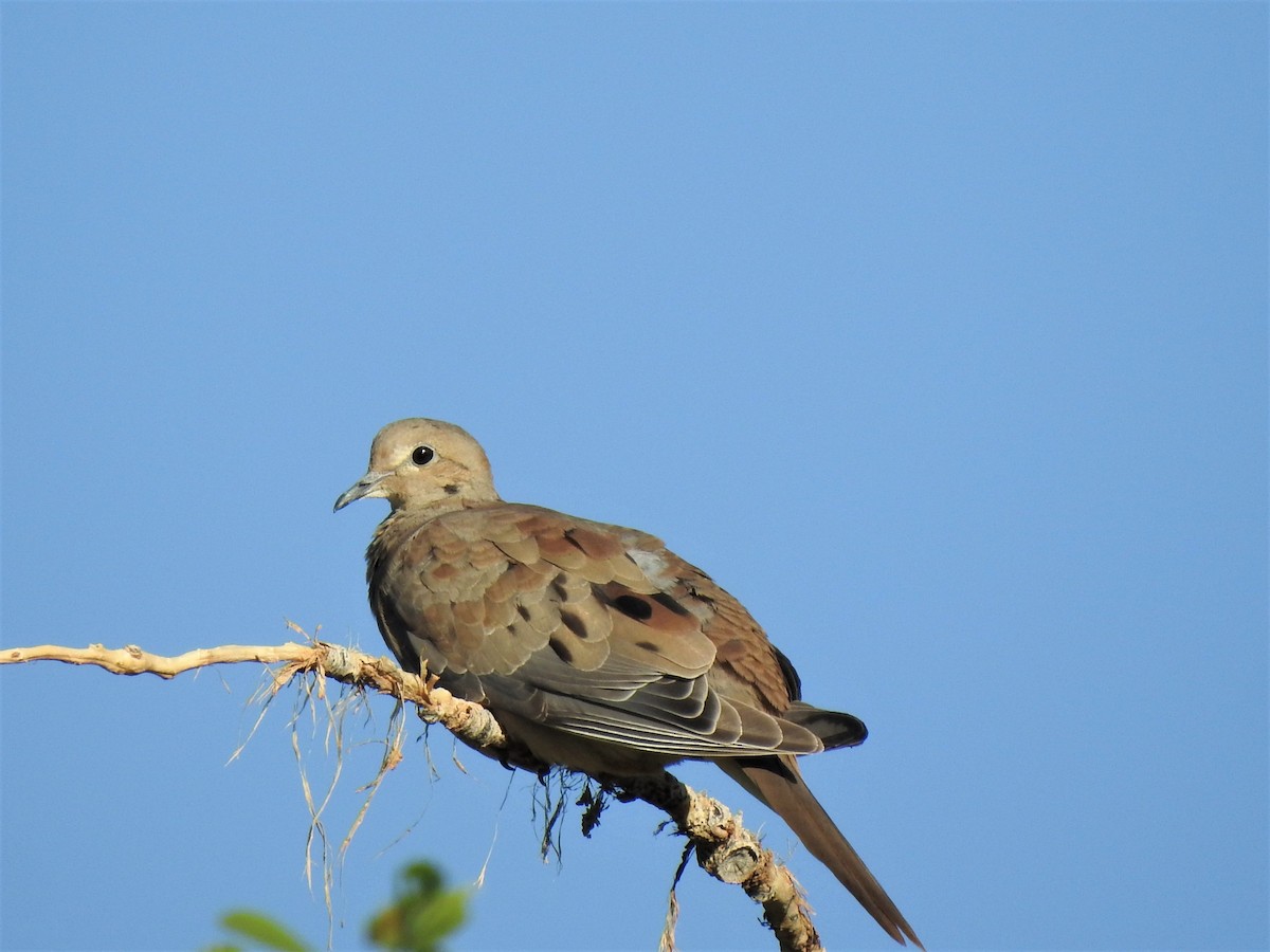 Mourning Dove - ML597341471
