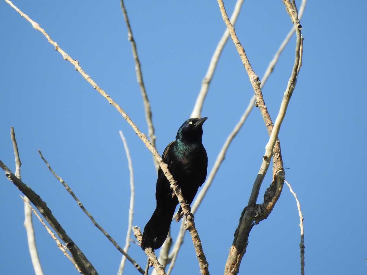Common Grackle - ML597341971