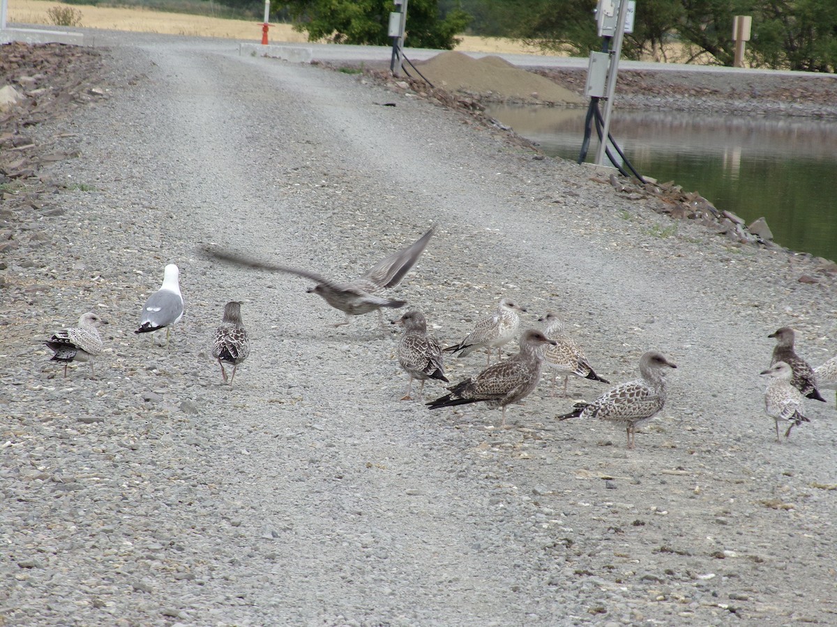 Gaviota Californiana - ML597342211