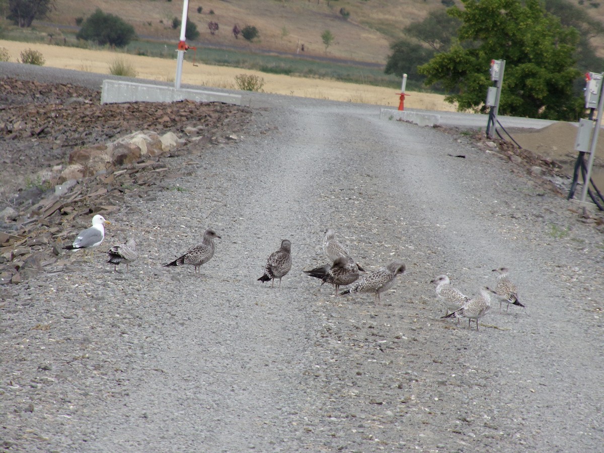 California Gull - ML597342251