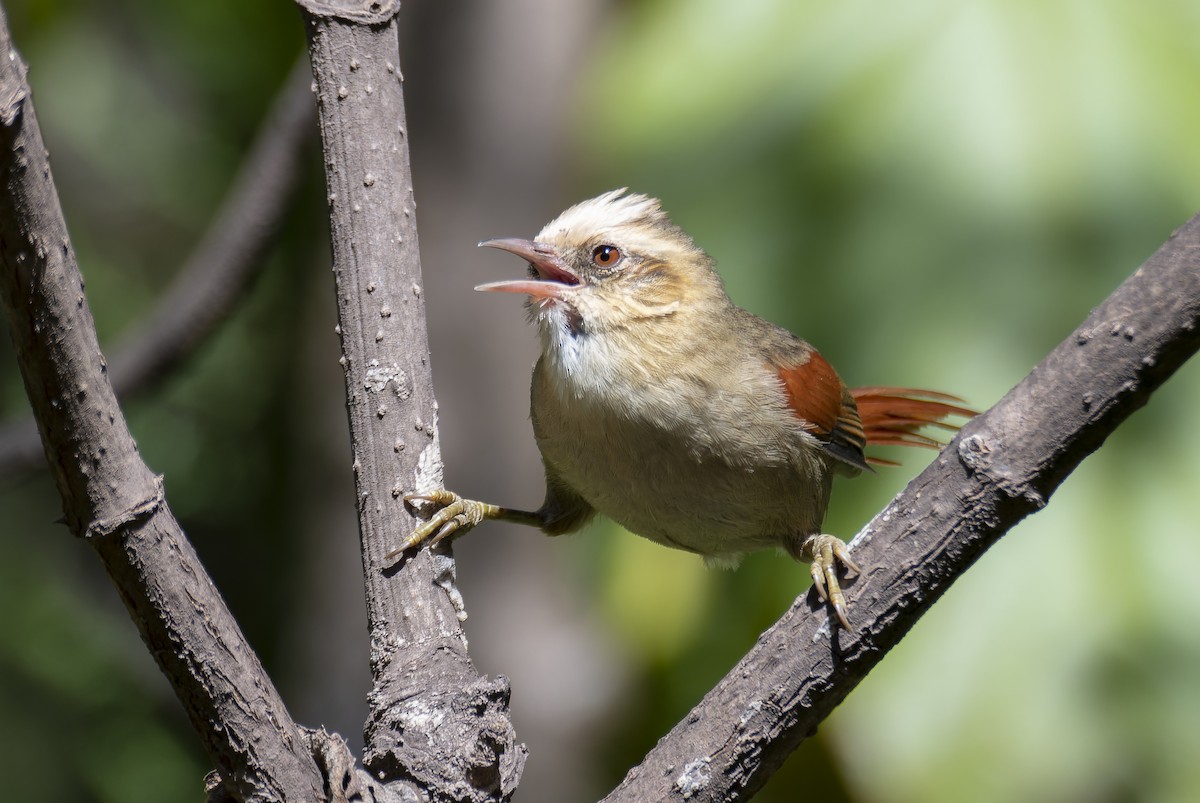 Creamy-crested Spinetail - ML597342351