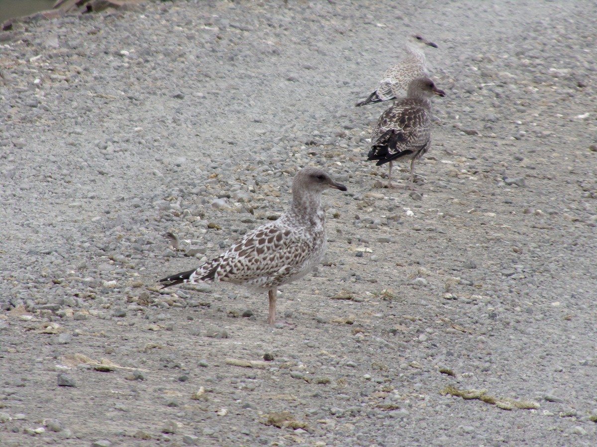 Gaviota Californiana - ML597342531