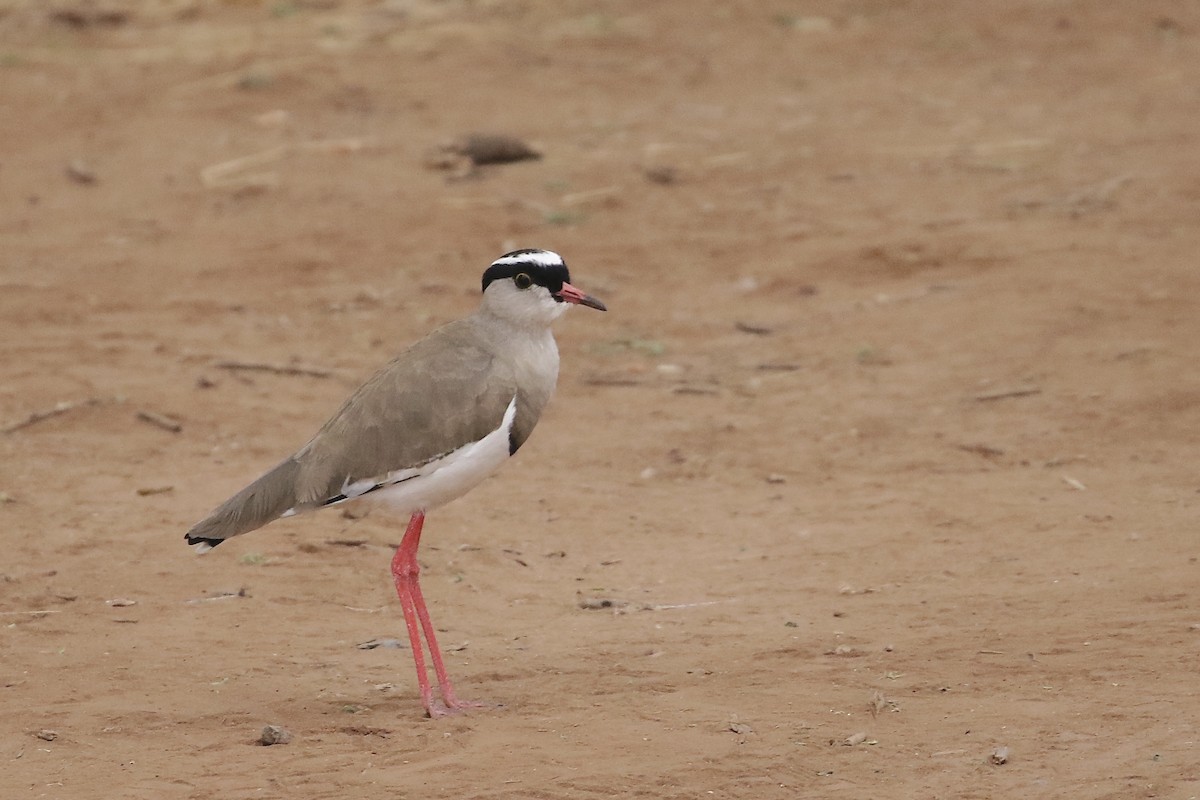 Crowned Lapwing - ML597343131