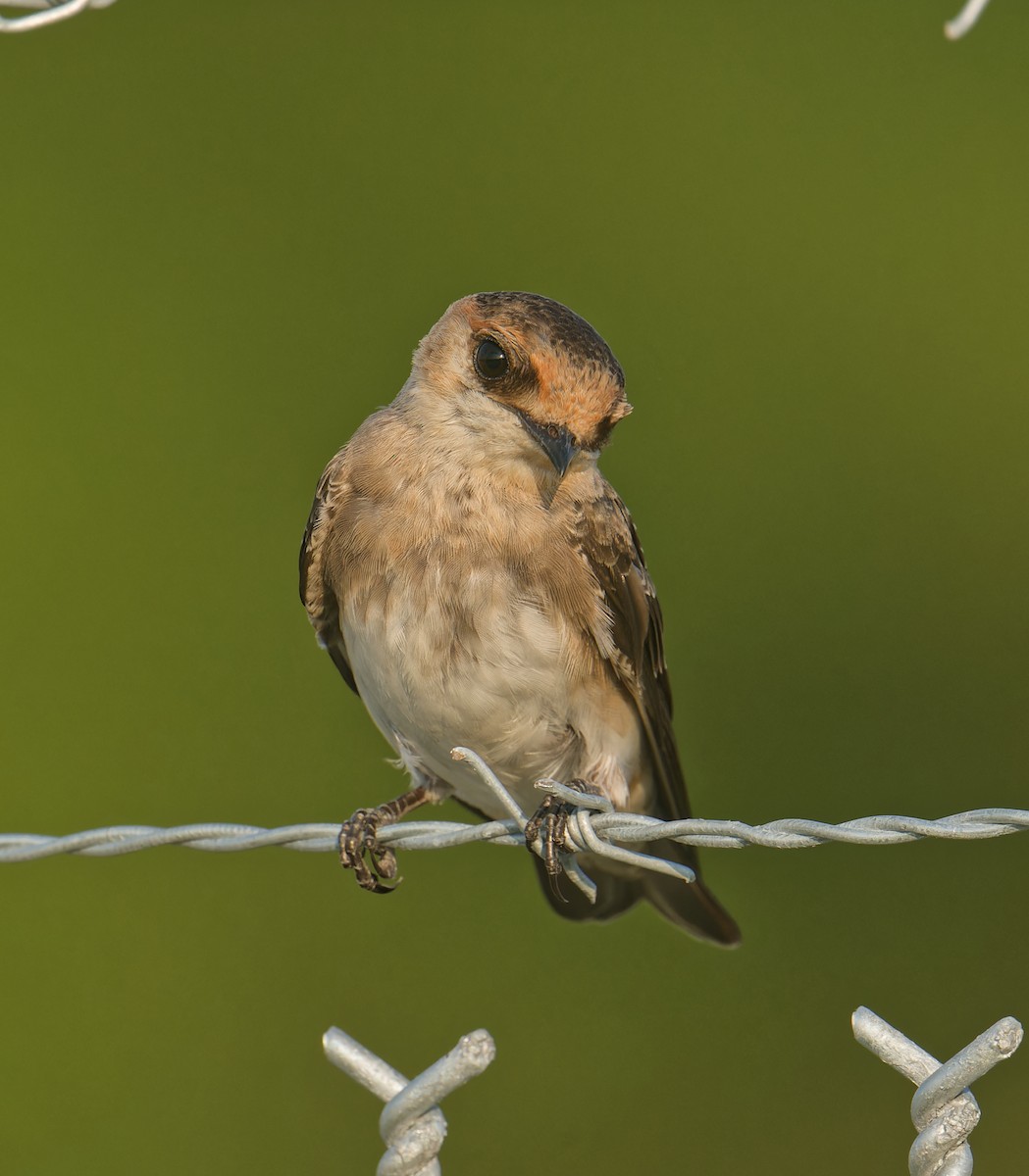 Cave Swallow - ML597343221