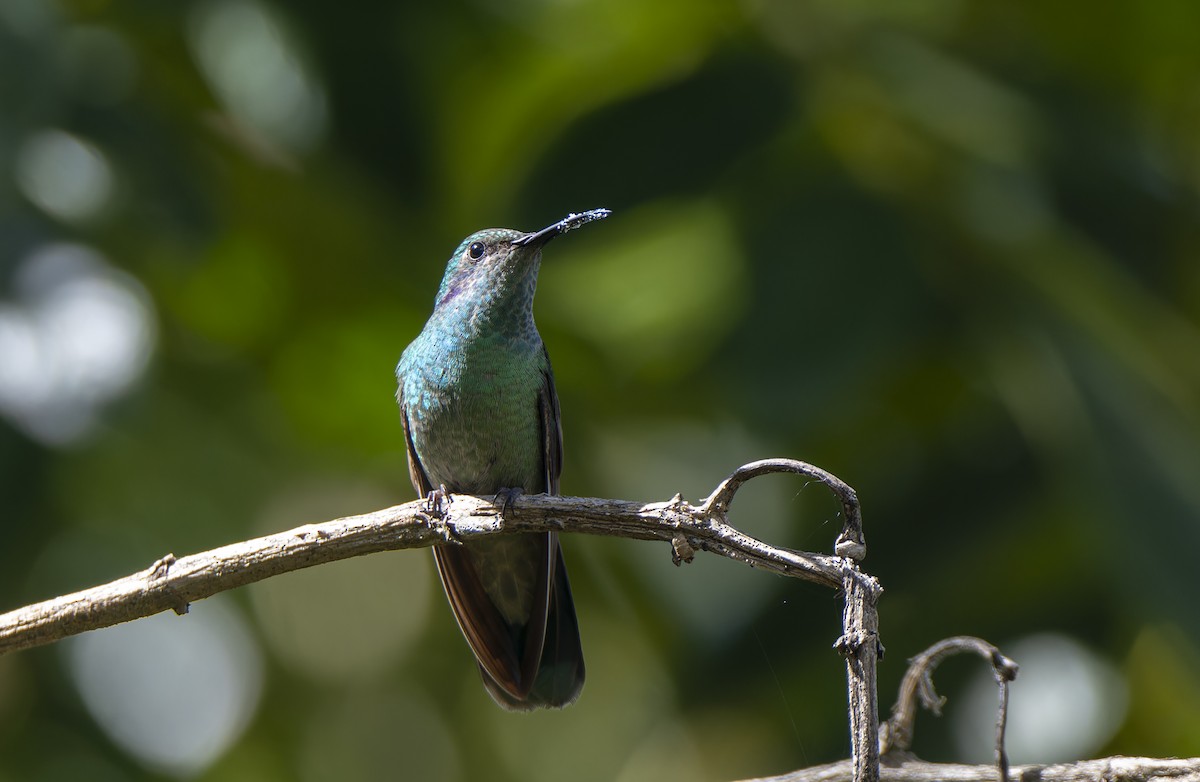 Lesser Violetear - ML597343611