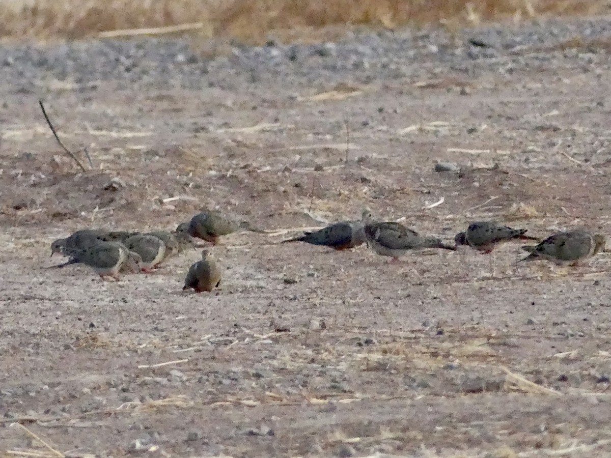 Mourning Dove - ML597343871