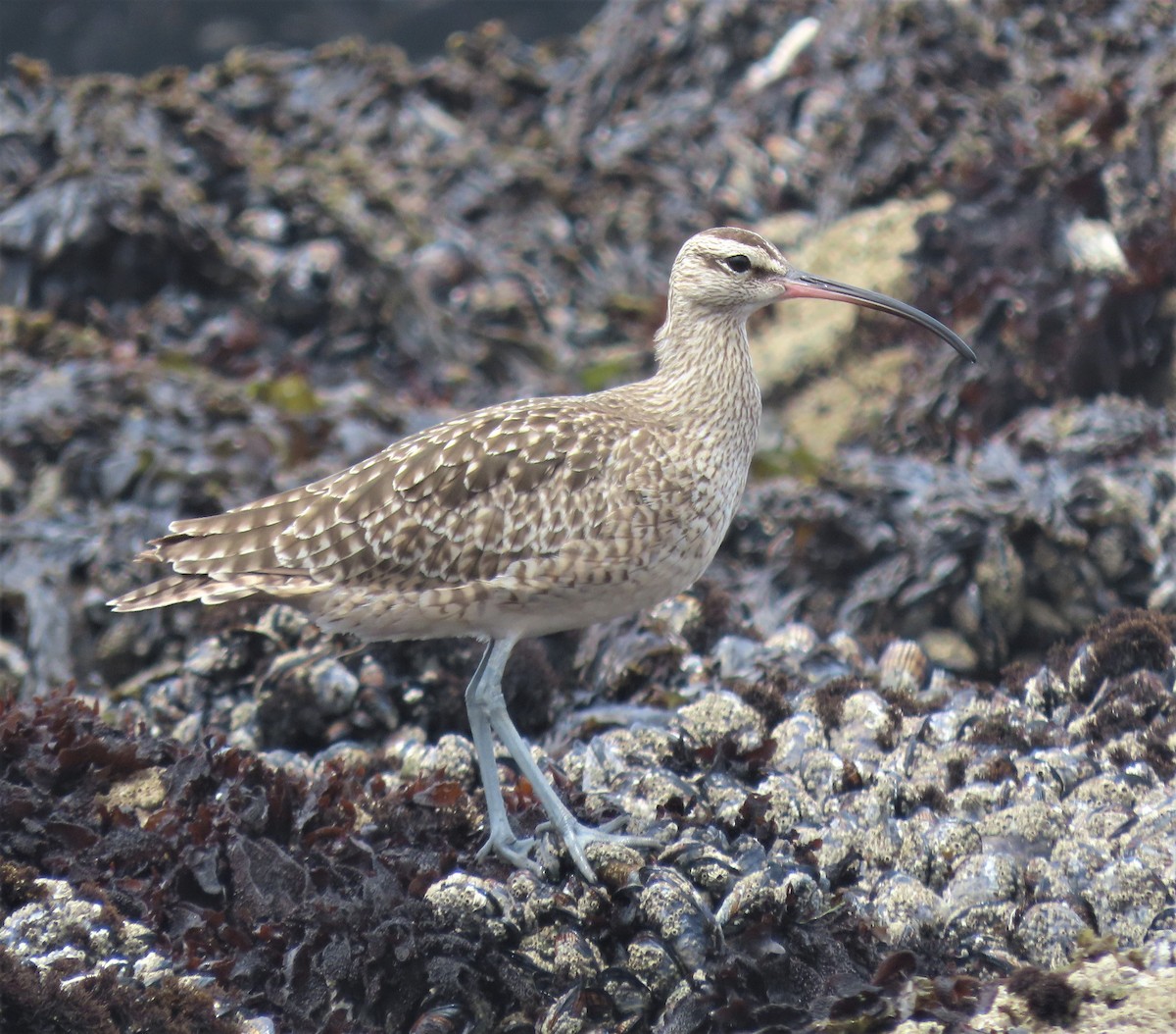 Whimbrel - ML597344221