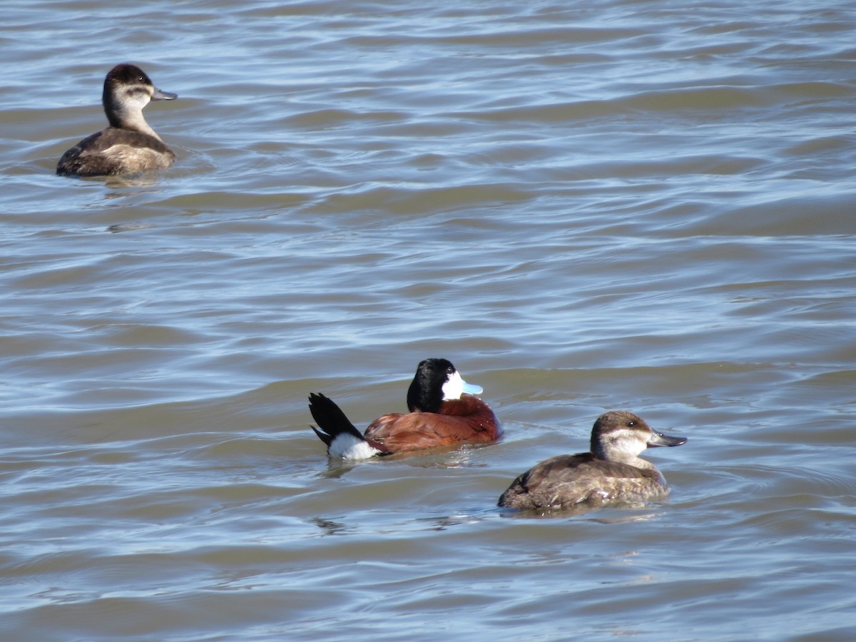 Ruddy Duck - Ethan Maynard