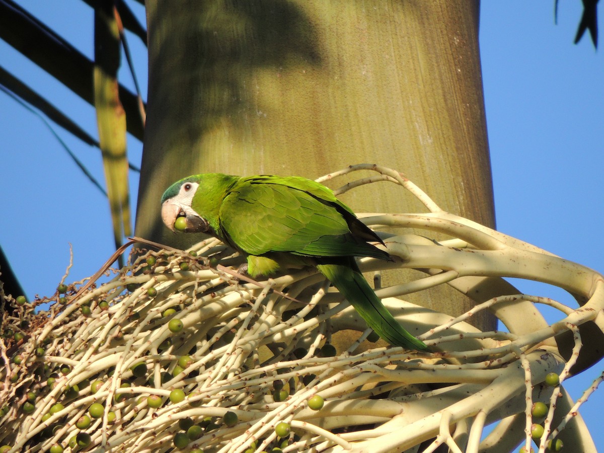 Red-shouldered Macaw - ML59734501