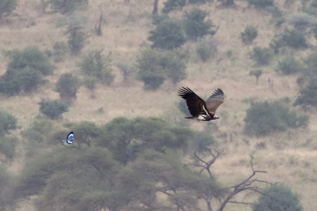 Lappet-faced Vulture - ML597345131
