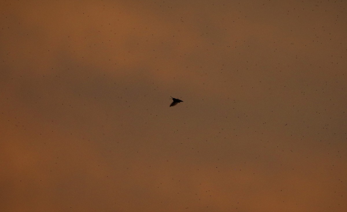 Black-chinned Hummingbird - ML597345961