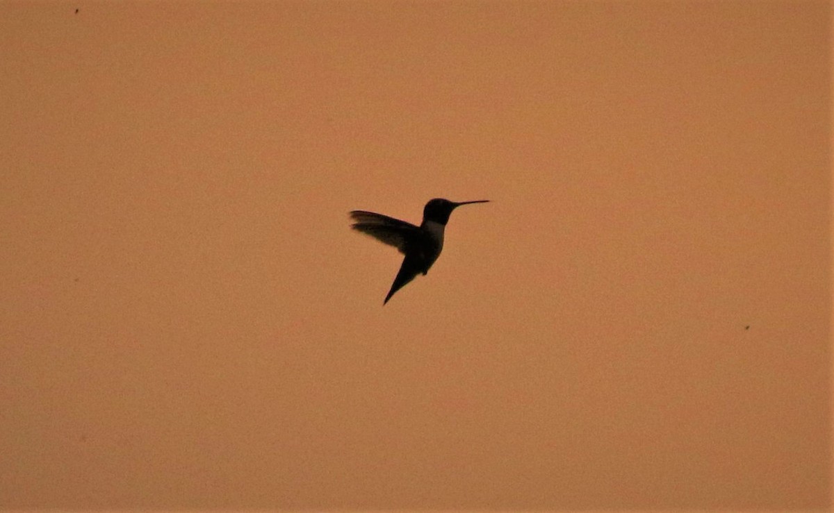 Colibrí Gorjinegro - ML597345981