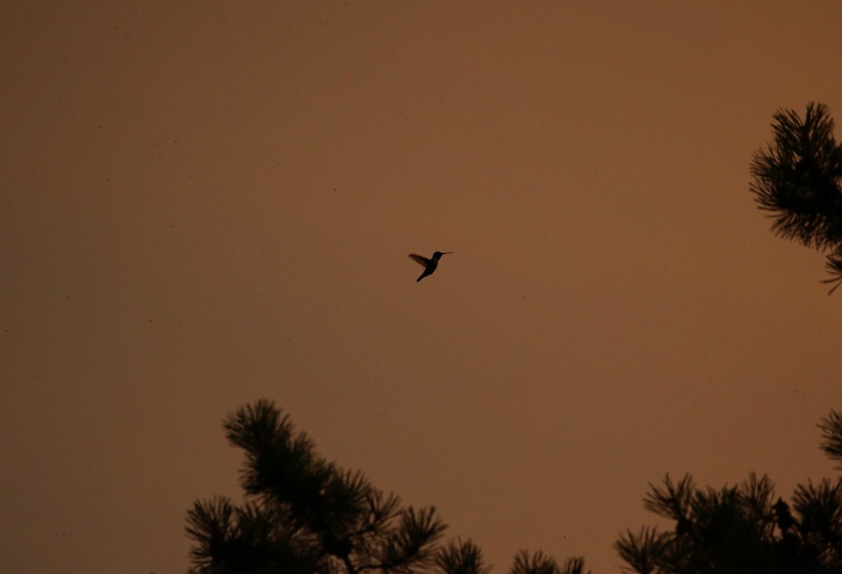 Black-chinned Hummingbird - ML597346031