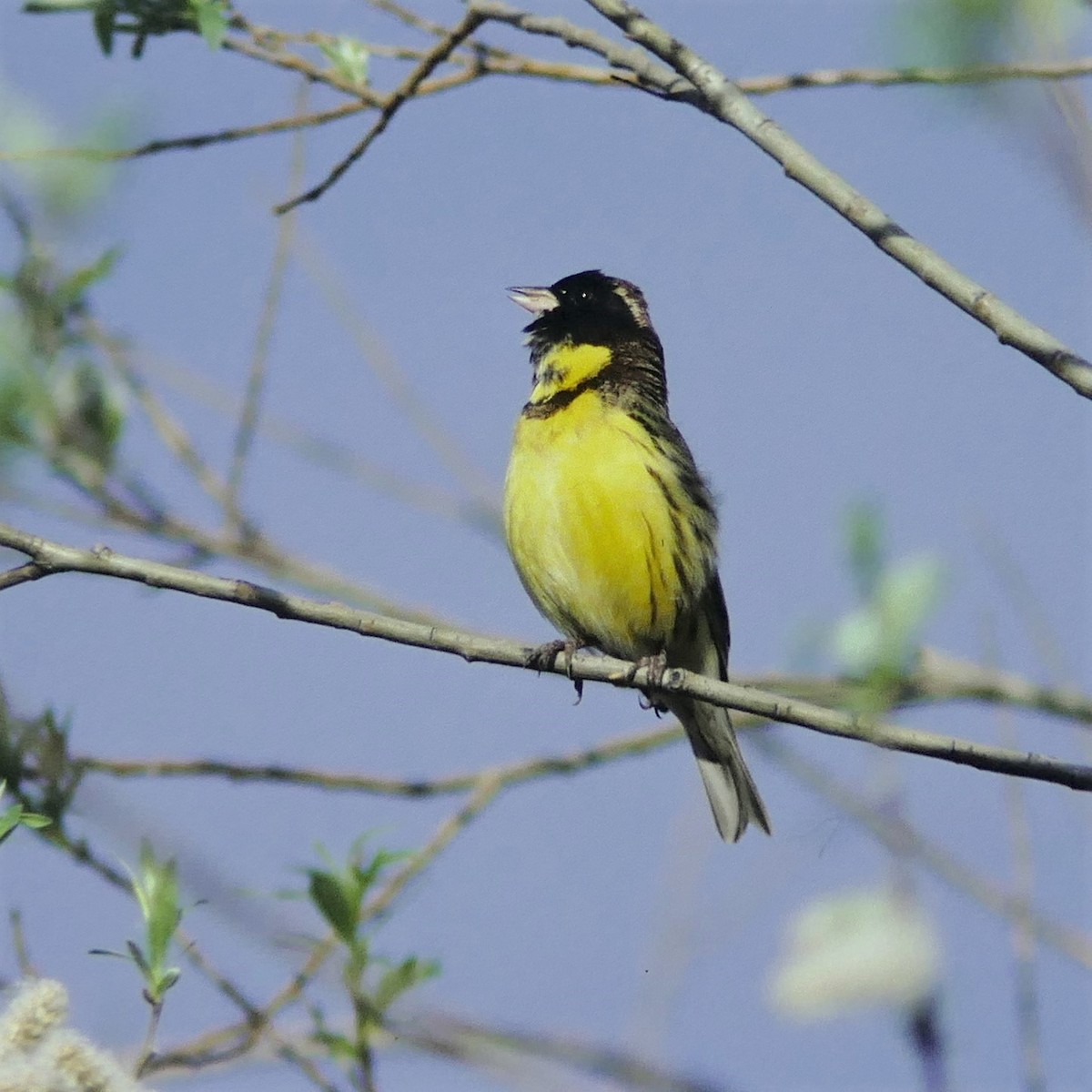 Yellow-breasted Bunting - ML597347021