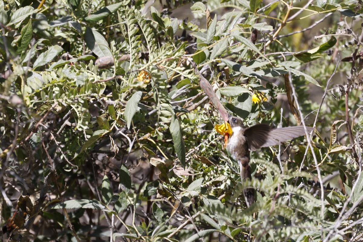 Colibrí Noble Oriental (albolimbata) - ML597347251