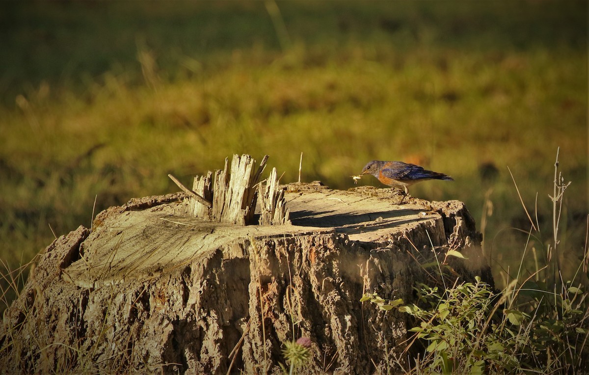 Blaukehl-Hüttensänger - ML597347281