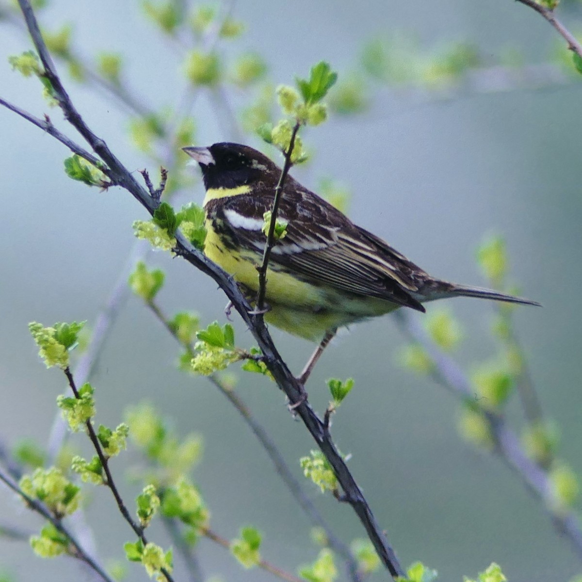 Yellow-breasted Bunting - ML597347431