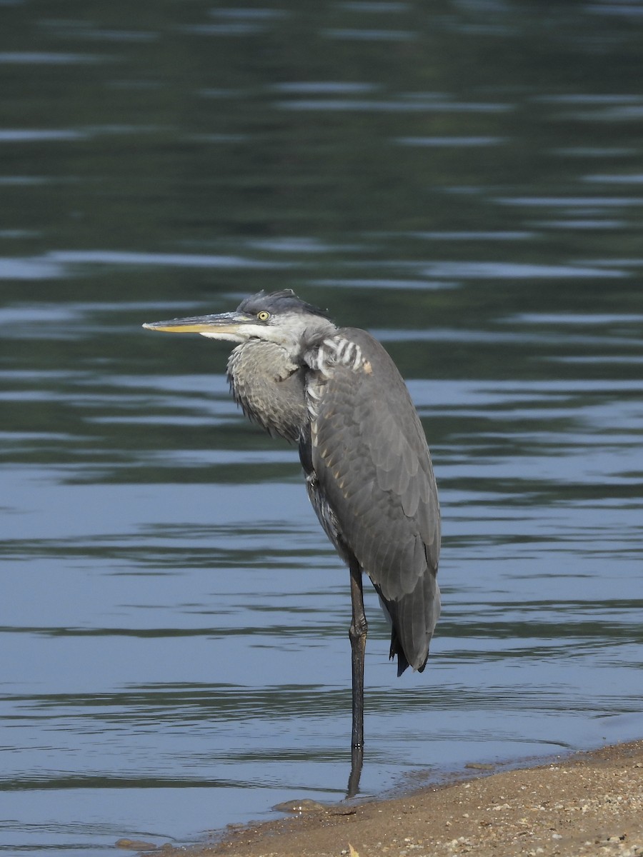 Great Blue Heron - ML597347451