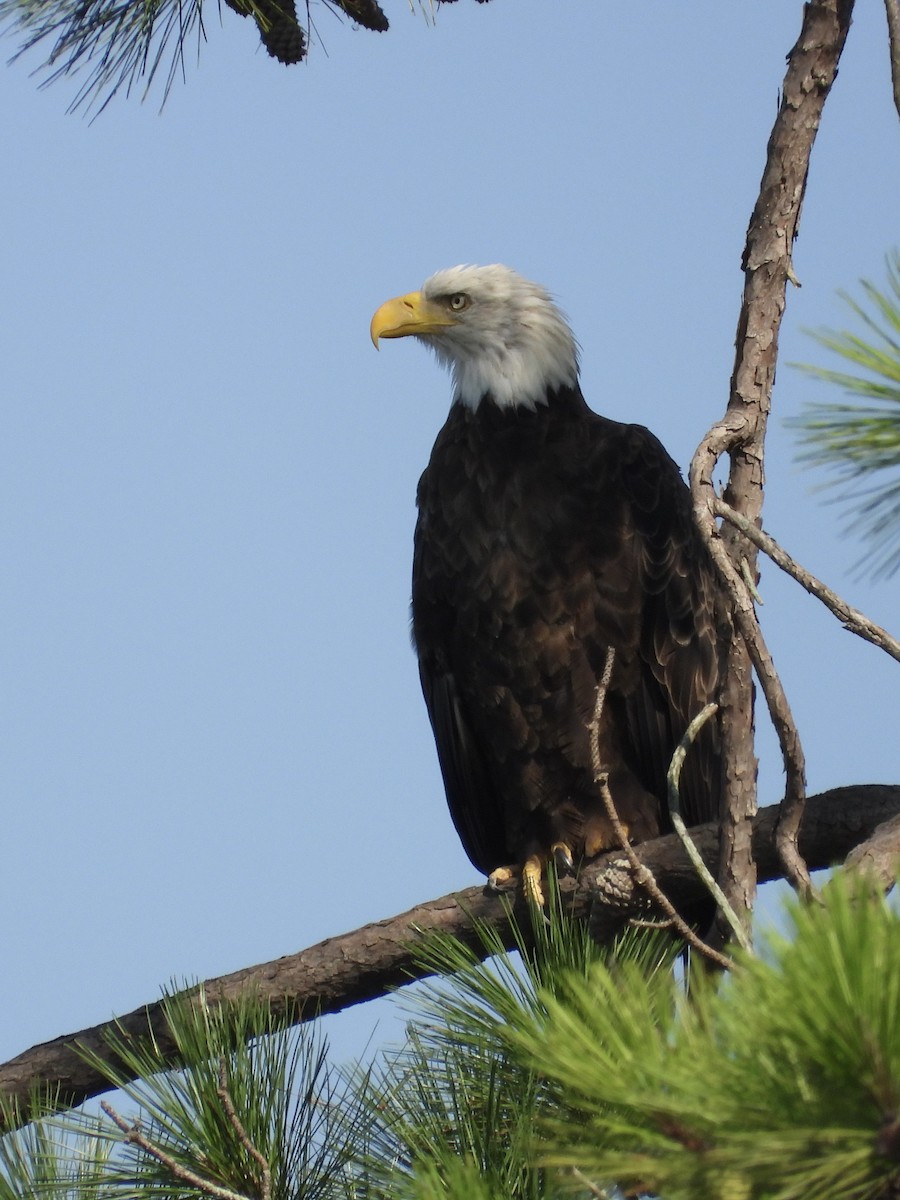 Bald Eagle - William Woody