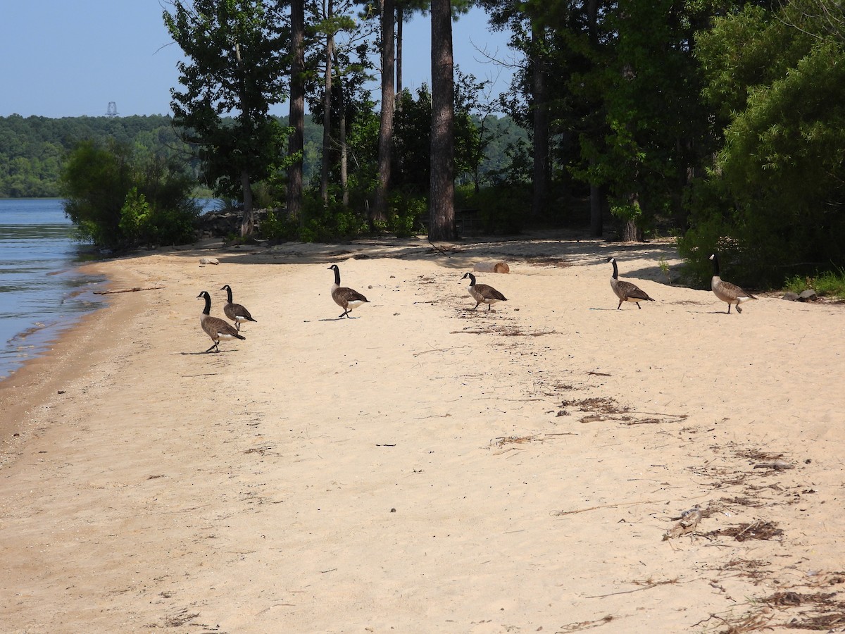 Canada Goose - ML597347851