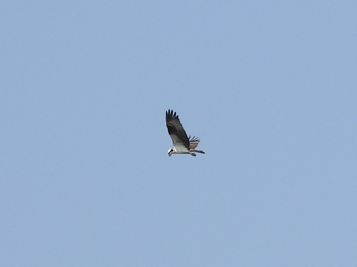 Balbuzard pêcheur - ML597348501