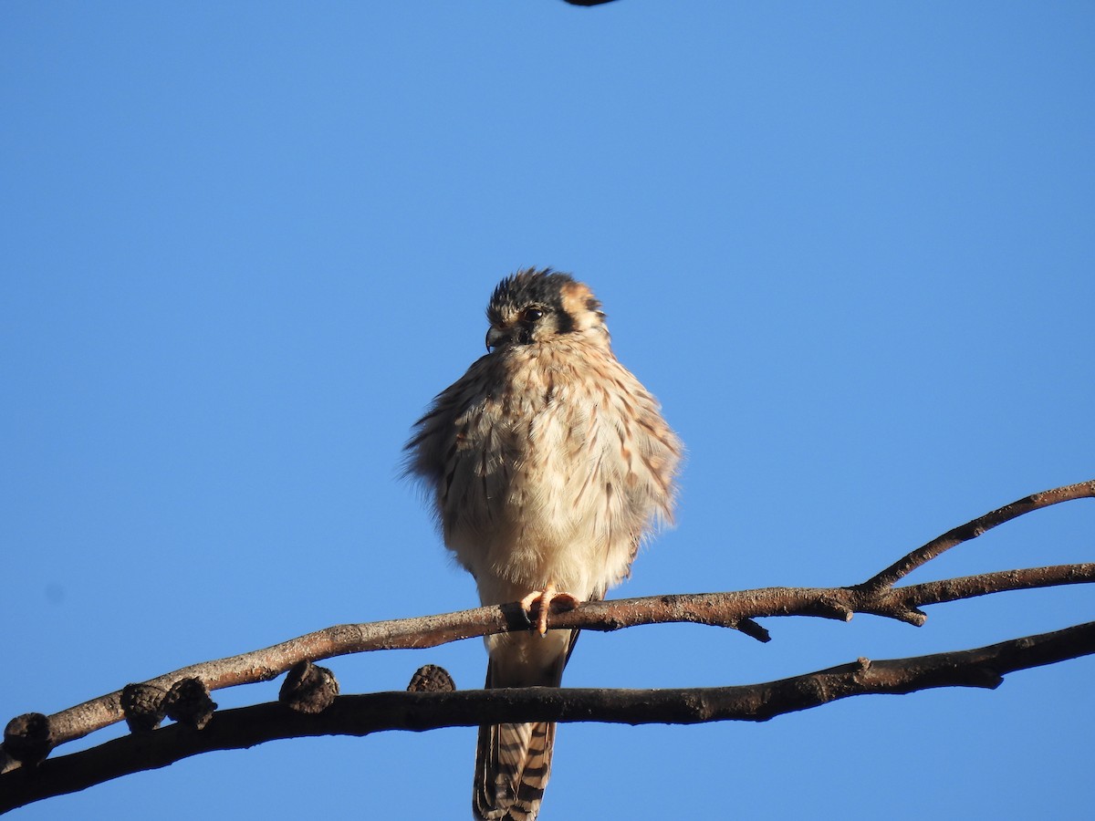 American Kestrel - ML597349941