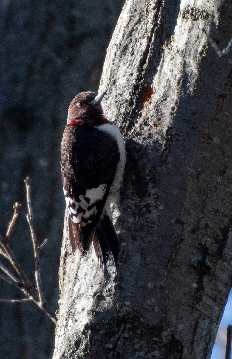 Red-headed Woodpecker - ML597350261