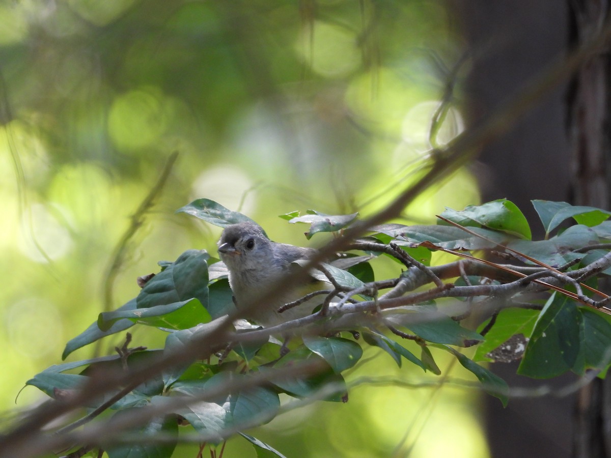 Tufted Titmouse - ML597350431