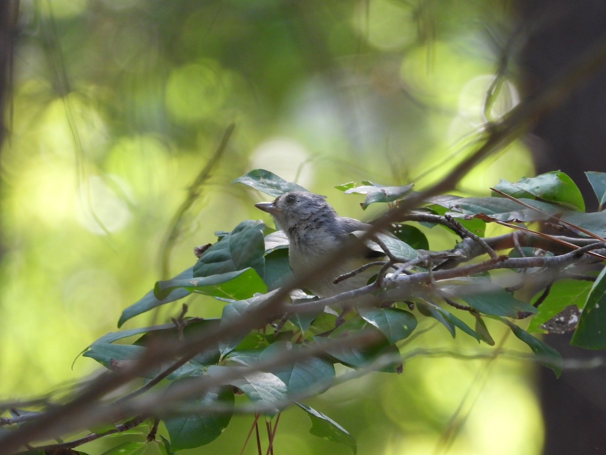 Tufted Titmouse - ML597350871