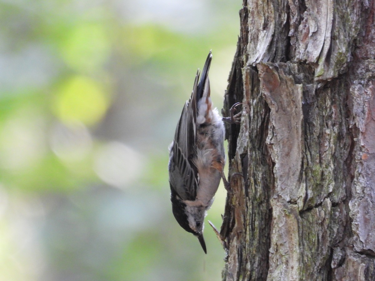 White-breasted Nuthatch - ML597351371