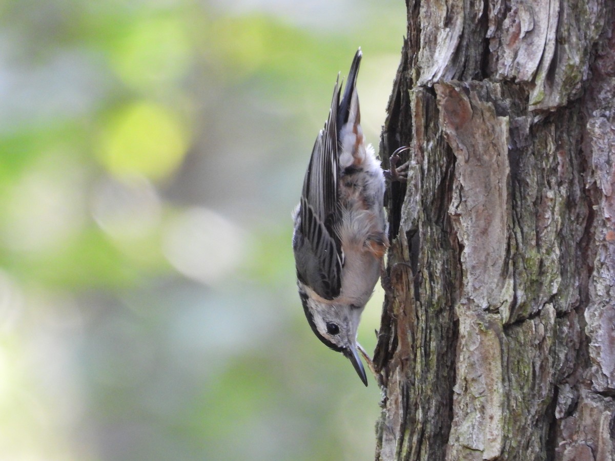 White-breasted Nuthatch - ML597351431