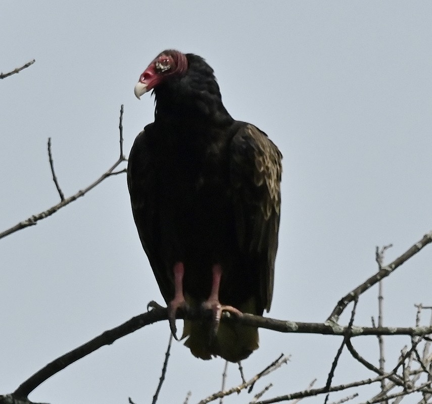 Urubu à tête rouge - ML597352621