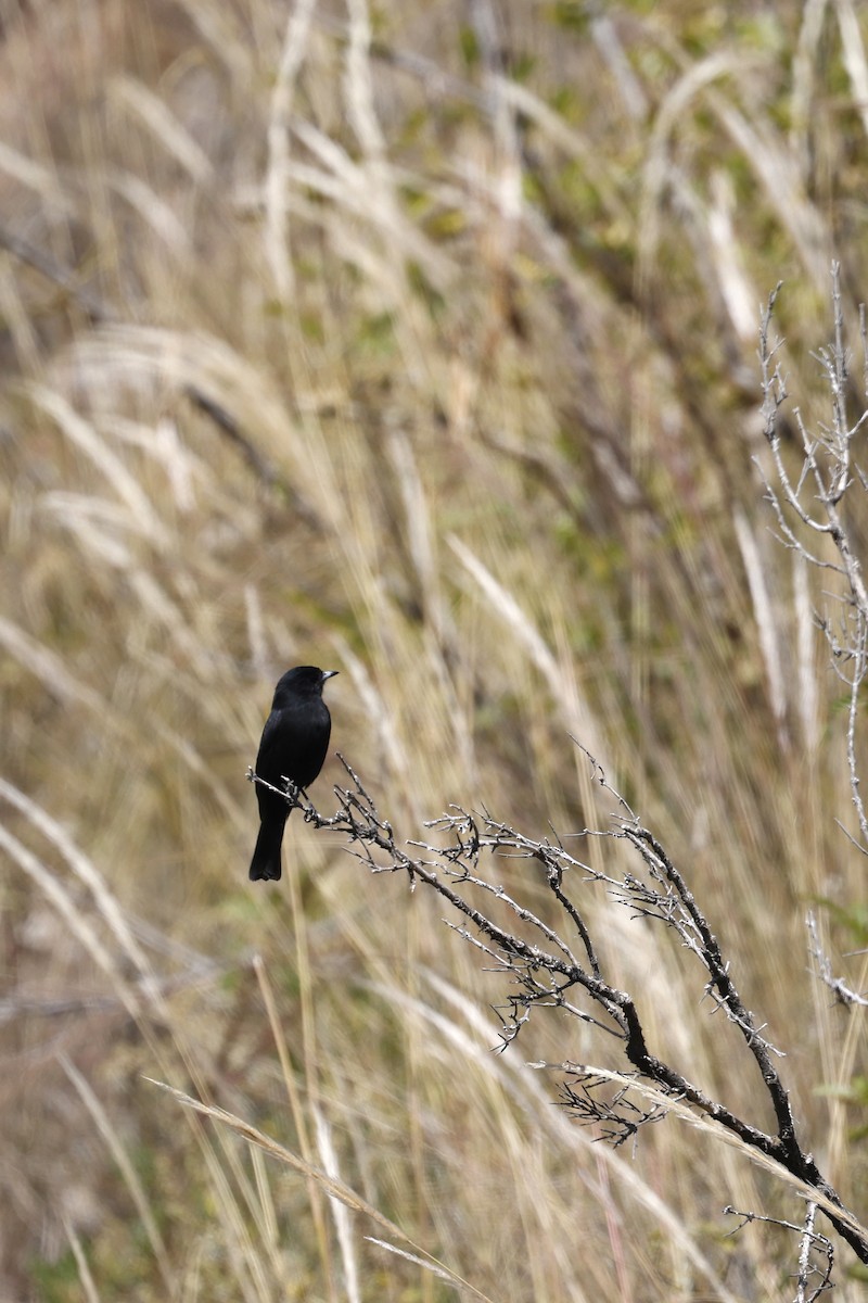 White-winged Black-Tyrant - Daniel Branch