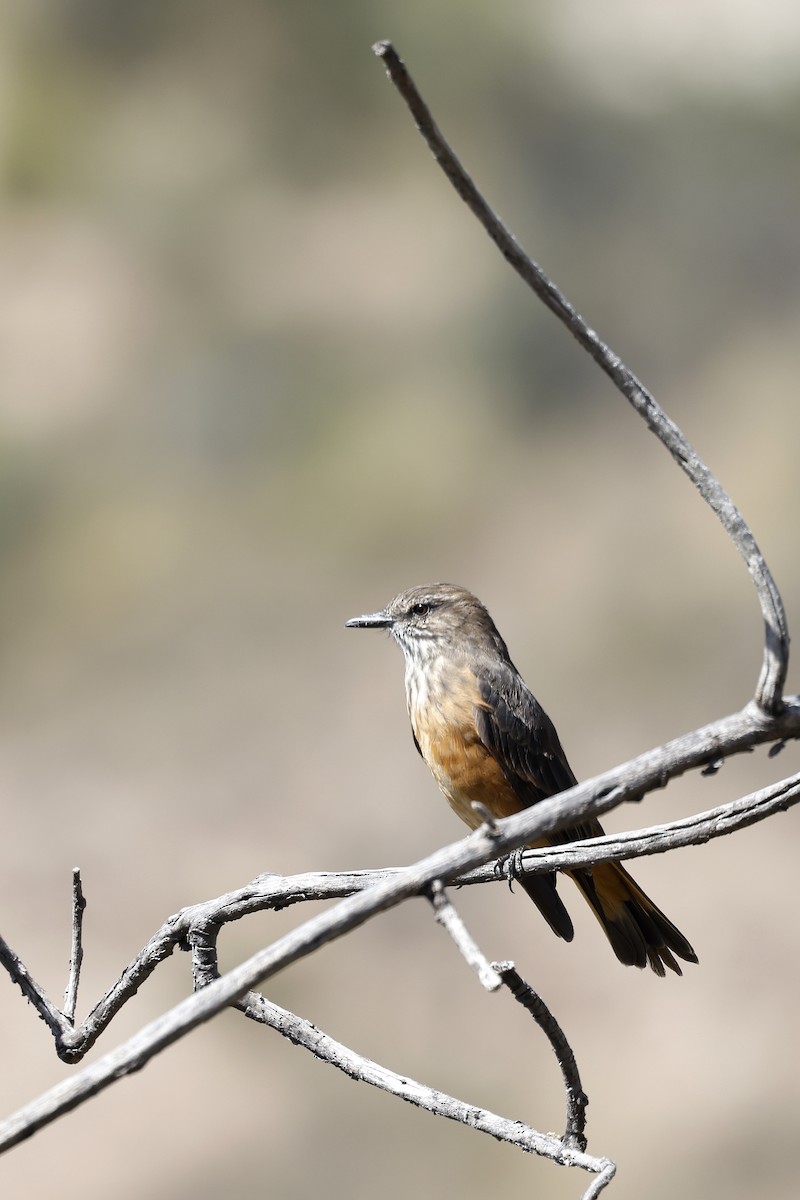 Streak-throated Bush-Tyrant - Daniel Branch