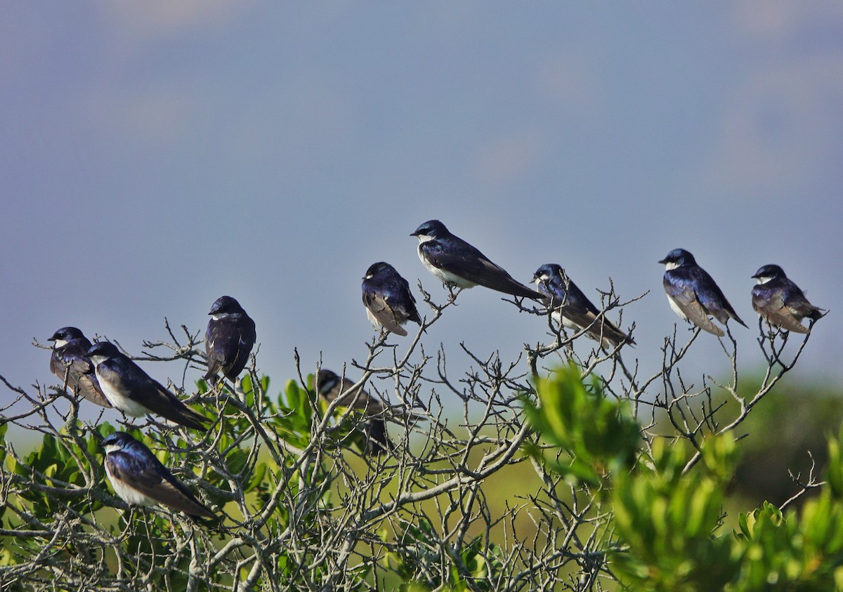 Tree Swallow - Jim Carroll