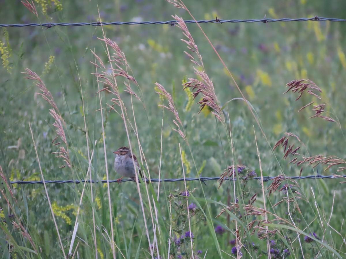 Clay-colored Sparrow - ML597354191