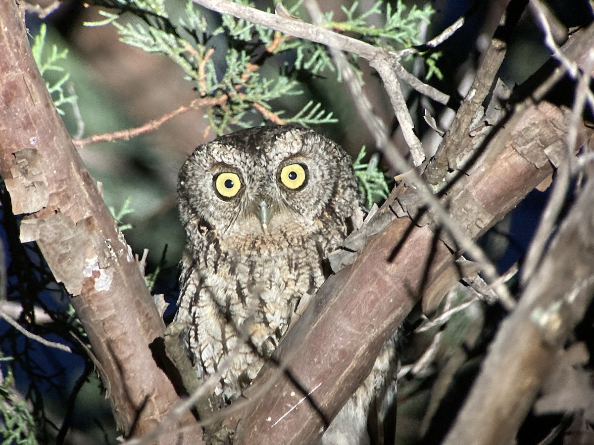 Whiskered Screech-Owl - ML597354411