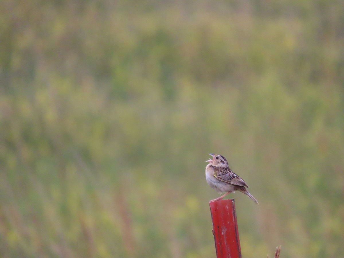 Grasshopper Sparrow - ML597354611