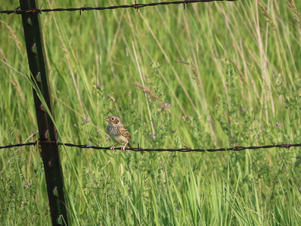 Grasshopper Sparrow - ML597354881