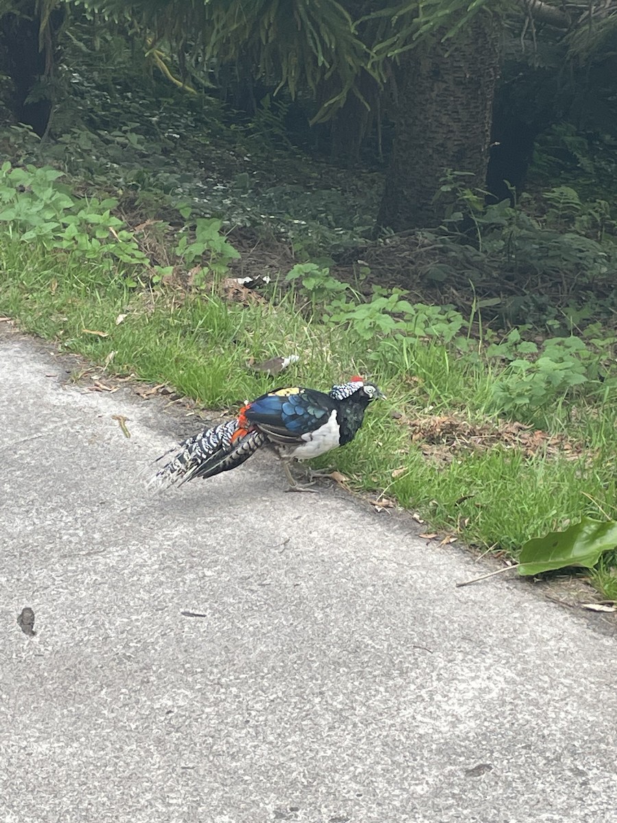 Lady Amherst's Pheasant - ML597355051